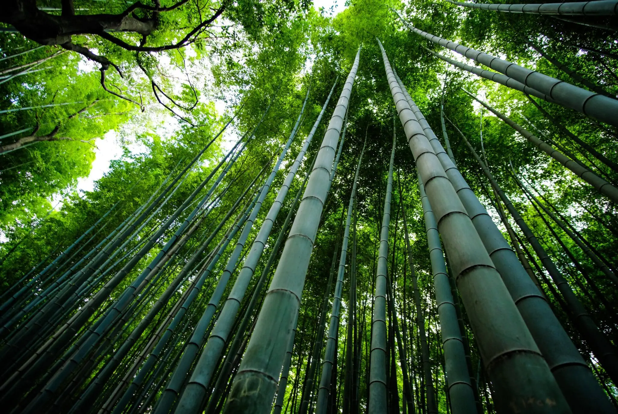 bamboo socks benefits