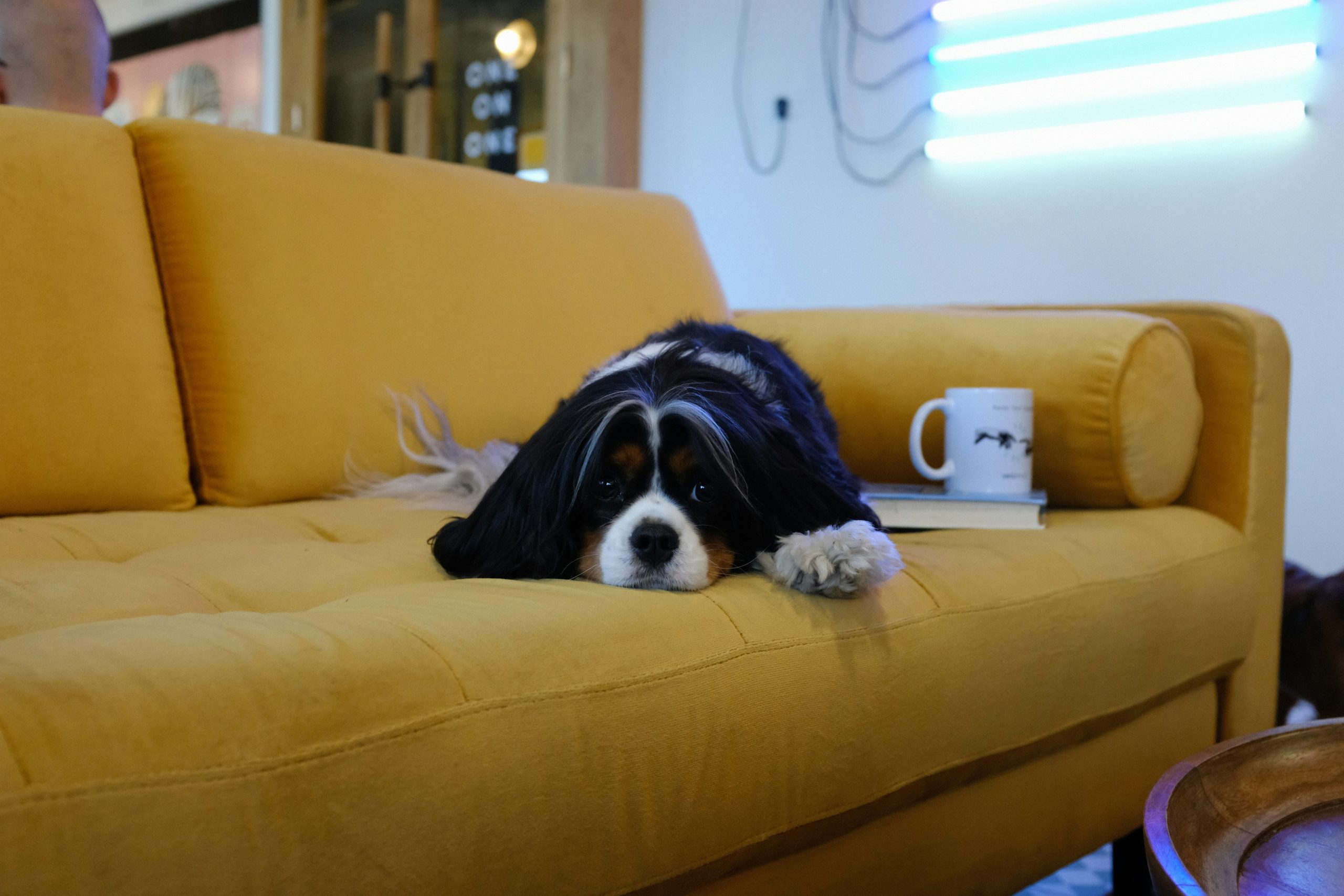 couch potato